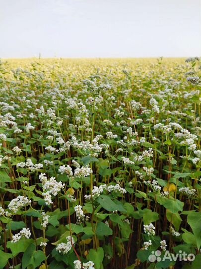 Мед Гречишный оптом