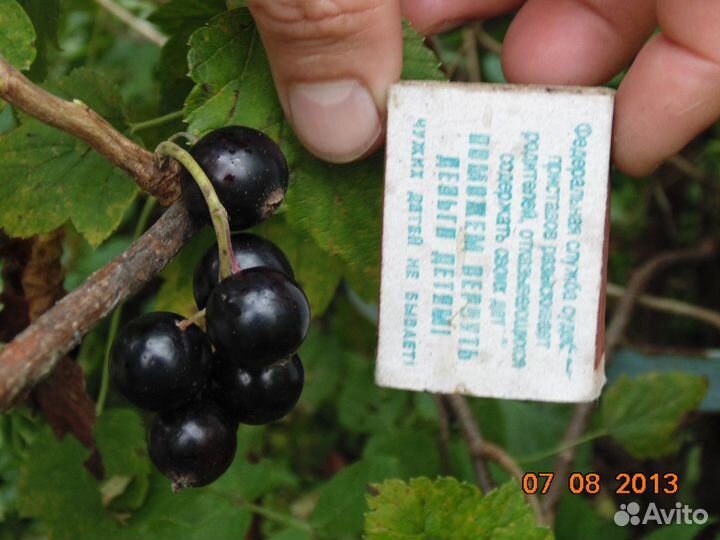 Саженцы чёрная, красная и белая смородина