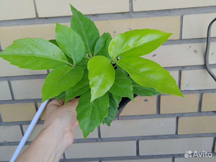 Комнатные цветы. Шефлера Голден Амате