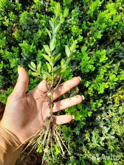 Укорененные черенки самшита