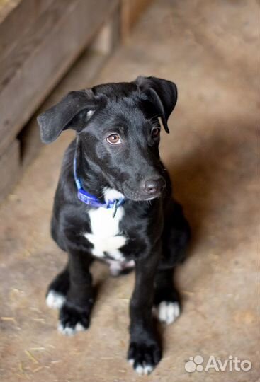 Ищет дом щенок не крупной Собачки Тилли