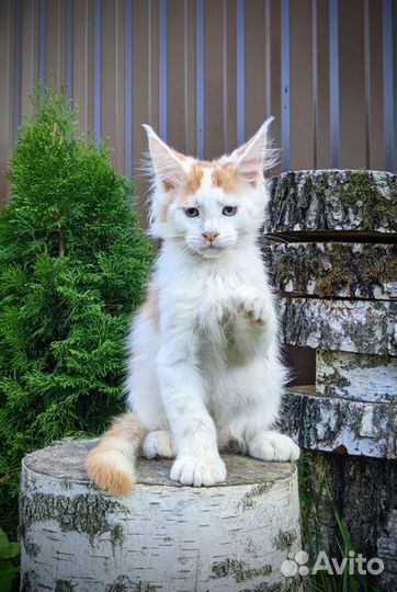 Котята Мейн-кун
