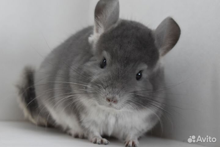 Шиншилла мальчик