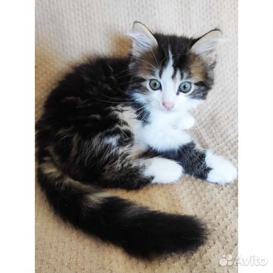 Пушистый котенок