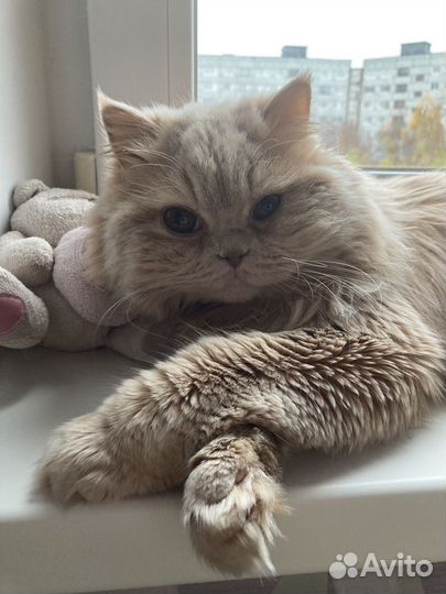 Персидская