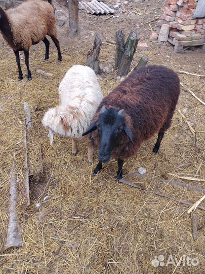Овцы бараны ягнята оптом