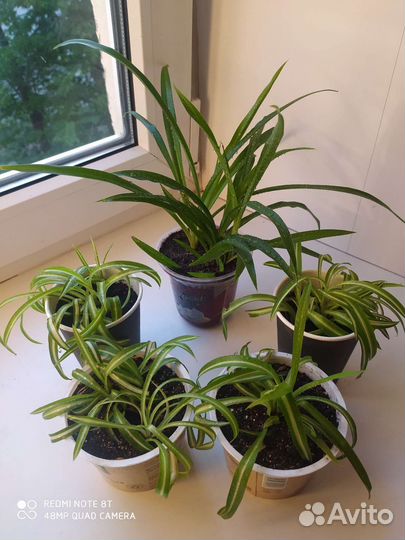 Хлорофитум кудрявый и обычный, белый декабрист