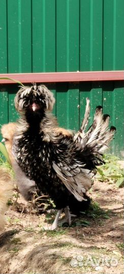 Петух Падуан, Феникс