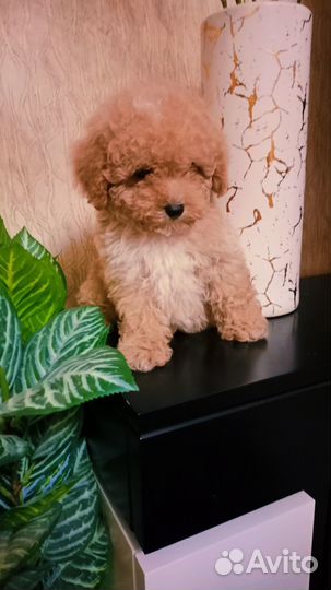 Пушистые мальтипушки