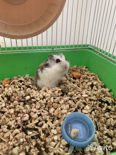 Джунгарский хомяк с клеткой бесплатно