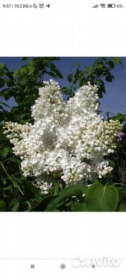 Сирень белая