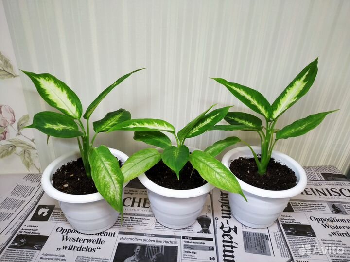 Диффенбахия Камилла