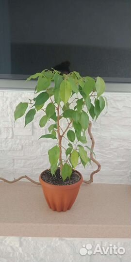 Крупные фикусы и не только