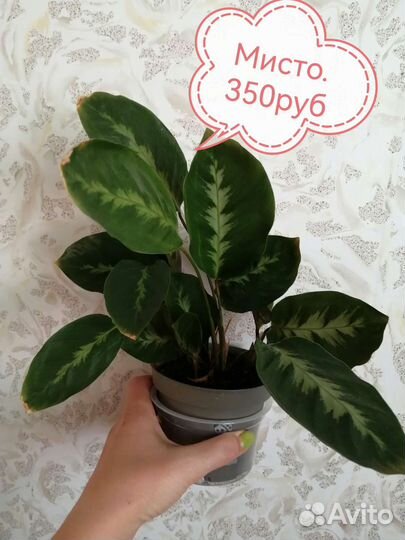 Калатея, маранта