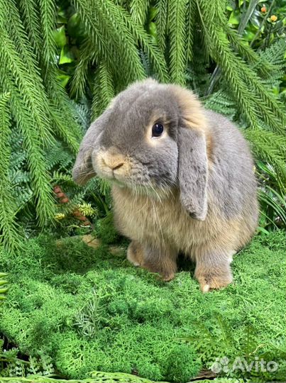 Карликовые милашки кролики