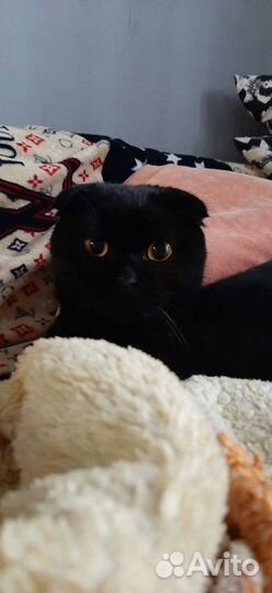 Шотландский вислоухий кот для вязки