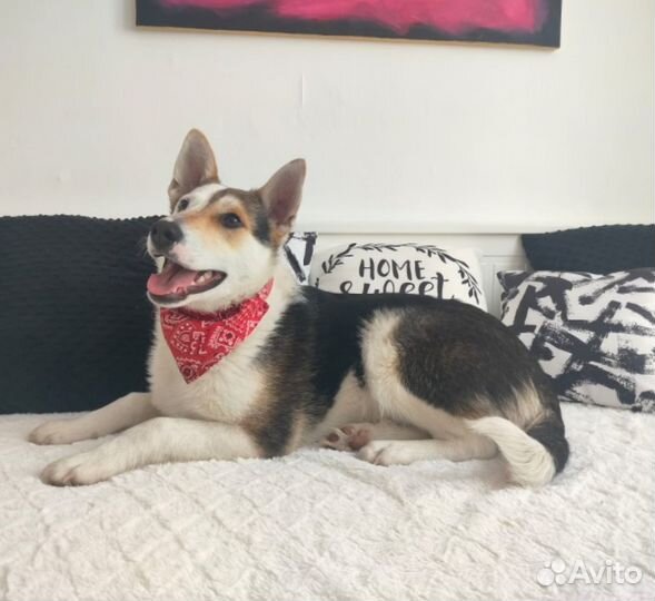 Щенок в добрые руки