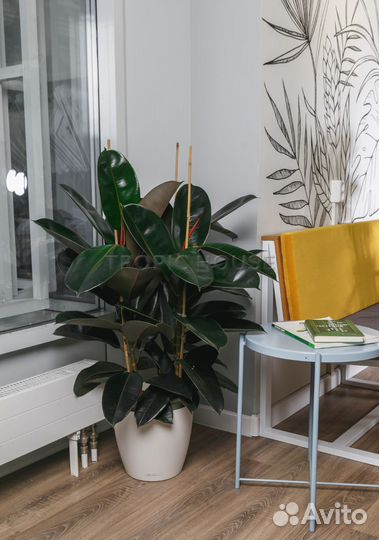 Фикус Эластика Абиджан