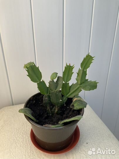 Декабрист шлюмбергера