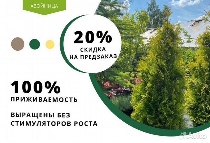 Туя Экстра качества Смарагд,Брабант,Колумна