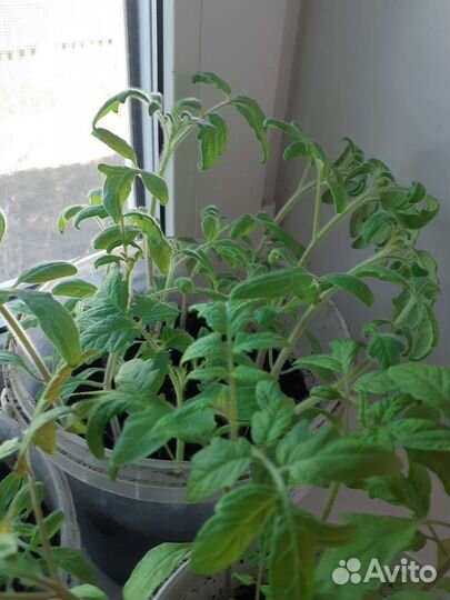 Рассада помидор,перца острого и сладкого