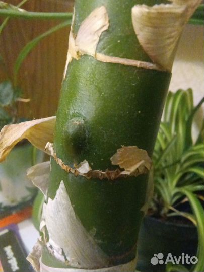 Диффенбахия (черенок)