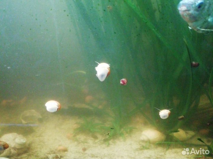 Рыбки и растения