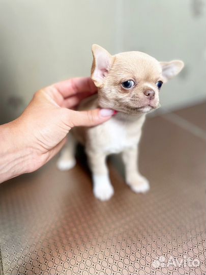Мальчики и девочки чихуашечки