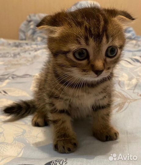 Кошки вислоухие бесплатно