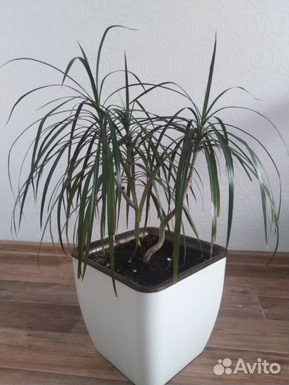 Комнатные цветы драцена