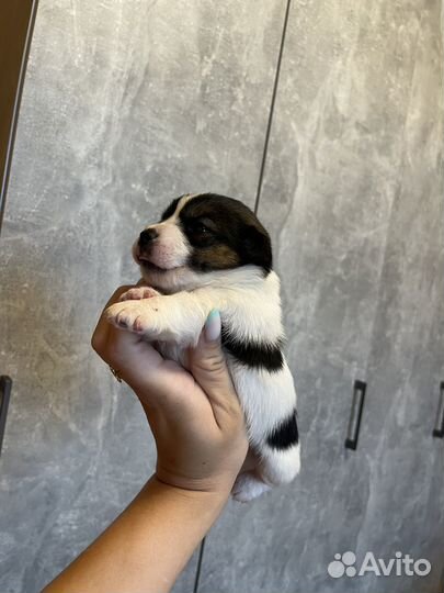 Джек рассел терьер