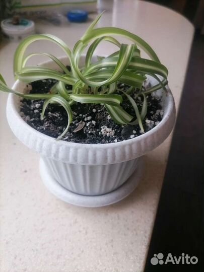 Хлорофитум кудрявый