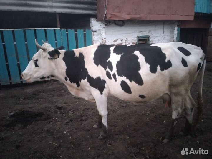 Корова дойная