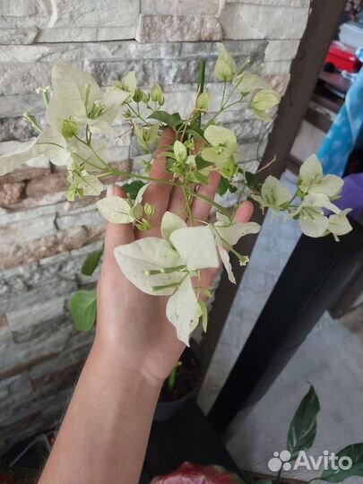 Бугенвиллия