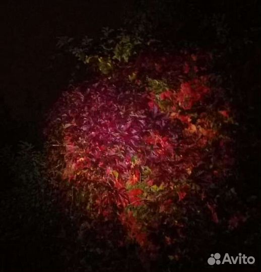 Девичий виноград