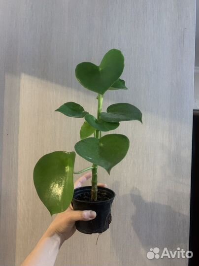 Пилея, пеперомия