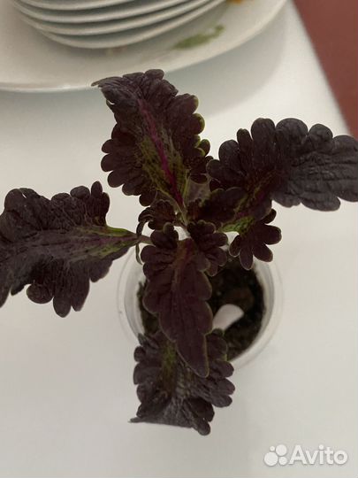 Колеус Отелло,Королевская пеларгония