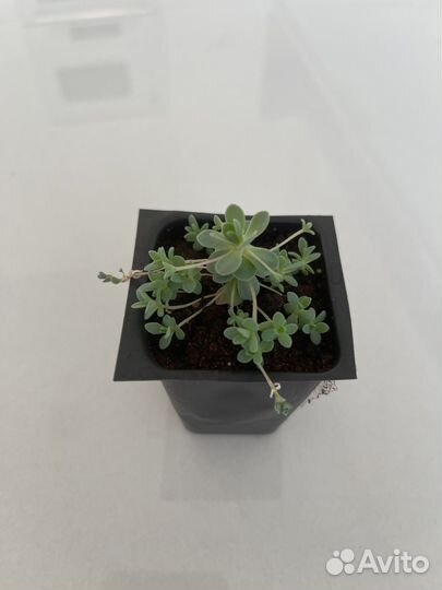 Суккулент. Редкий сорт. Оростахис