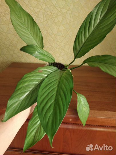 Спатифиллум Спилт милк серебряный/сизый,с деткой