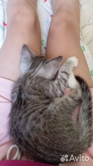 Котёнок