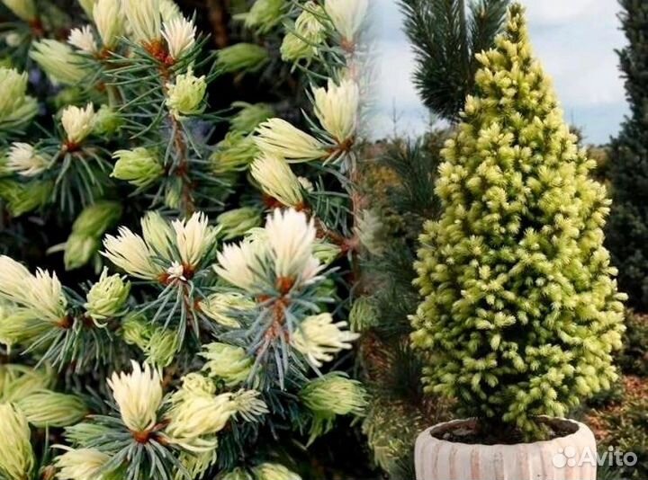 Хвойные растения