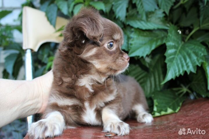 Длинношерстная шоколадная девочка чихуахуа