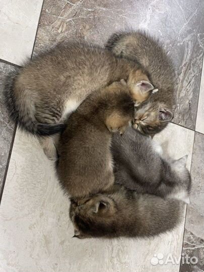 Котята вислоухие Золотые шиншиллы