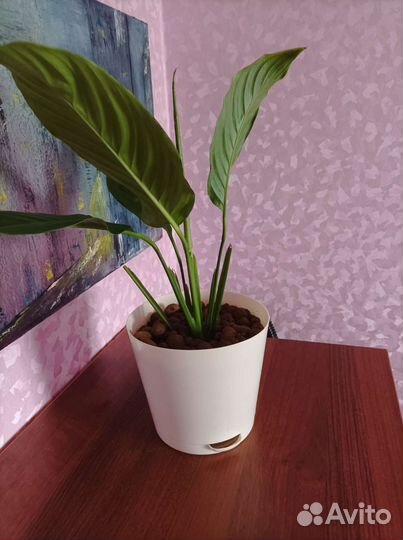 Спатифиллум