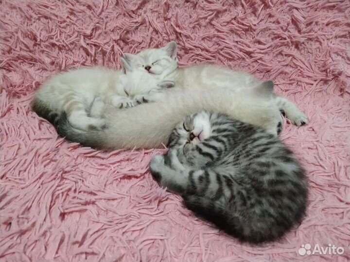 Шотландские котята