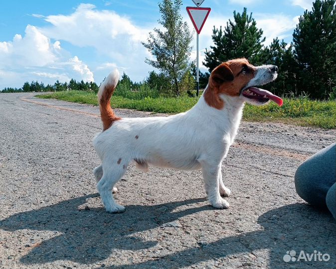 Джек Рассел терьер