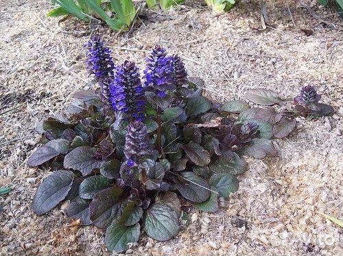 Почвопокровнк -живучка, фиолетовый и розовый