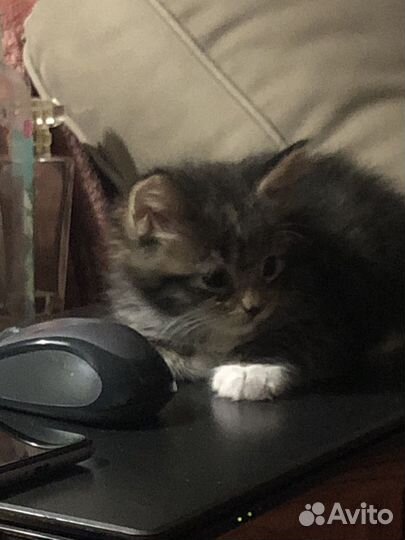 Котенок Мейн-Кун