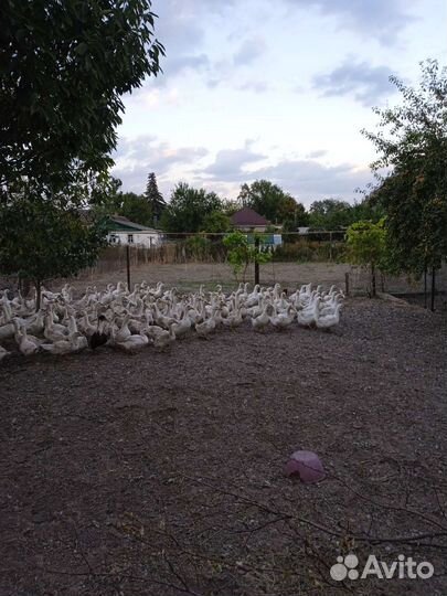 Утка стар 53и мулард