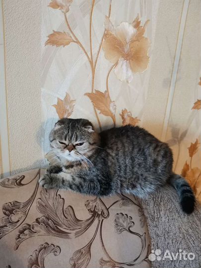 Шотландская вислоухая кошка бесплатно